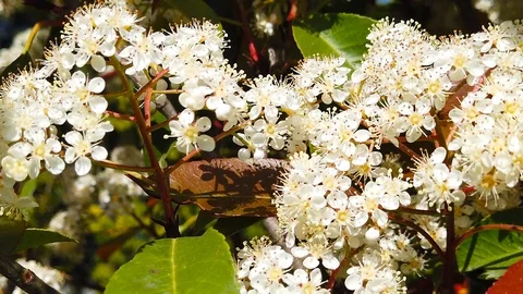 Spring Bees on Spiraea Blossoms (Slow Motion) Stock Footage 109103605