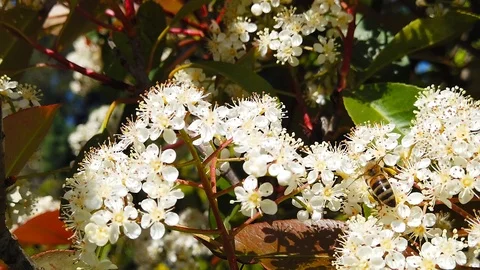 Spring Bees on Spiraea Blossoms (Slow Motion) Stock Footage 109104399