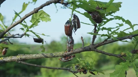 Spring beetles, melolontha, insects eat green leaves of young tree, while mating Stock Footage 314683139