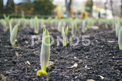 Spring began the first spring flowers Stock Photos