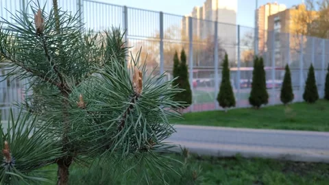 Spring is the beginning of the growth of pine cones Stock Footage 193996877