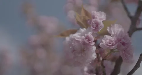 Spring, behar on trees Stock Footage 240849503