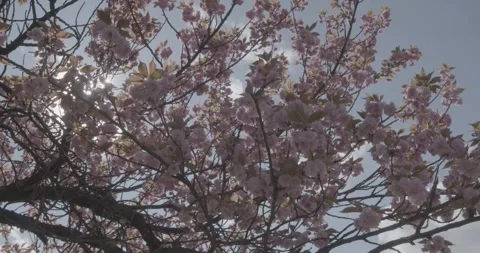 Spring, behar on trees Stock Footage 240849504