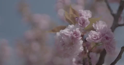 Spring, behar on trees Stock Footage 240849507