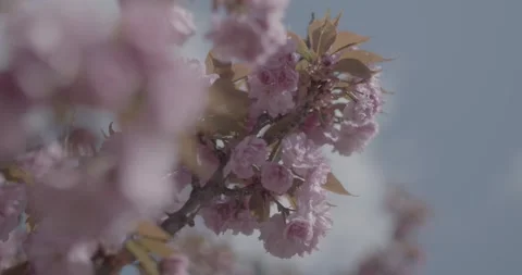 Spring, behar on trees Stock Footage 240849508