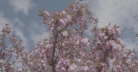 Spring, behar on trees Stock Footage 240849510