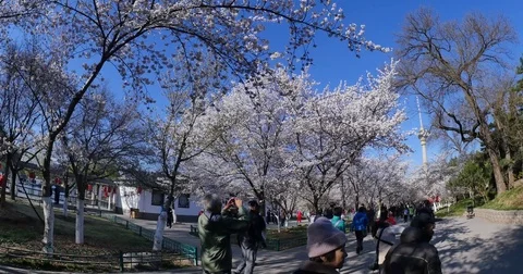 Spring in the Beijing park 스톡 동영상 73946645