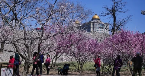 Spring in the Beijing park 스톡 동영상 74142531