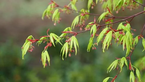 Spring in Belgium. Stock Photos