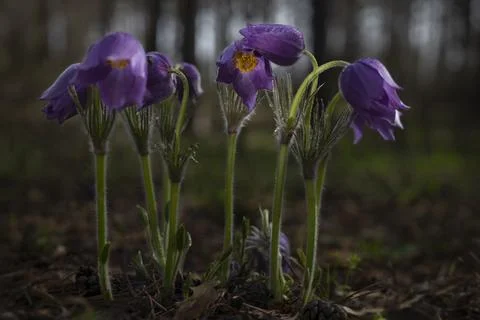Spring bells Stock Photos