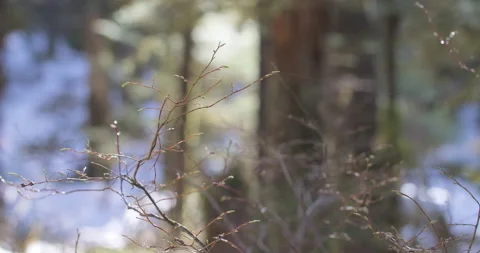 Spring Berry Bush Buds Spiderweb Rack Focus Snowy Old Growth Forest Glacier Bay Video stock 214267658