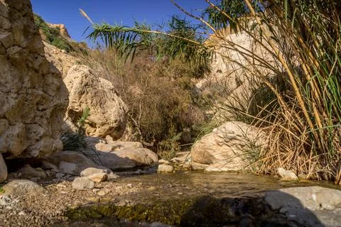 The spring between the rocks of Ein Gedi reserve in Israeli desert. Stock Photos