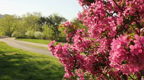 Spring bicyclist Stock Footage 820408