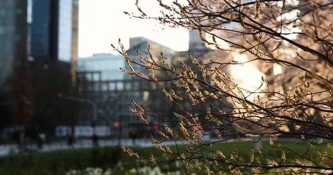 Spring in the big city. Huge building and sunset, green and bloom Stock Footage 126608448
