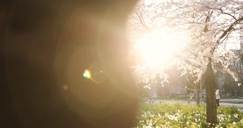 Spring in the big city. Huge building and sunset. Stock Footage 126608906