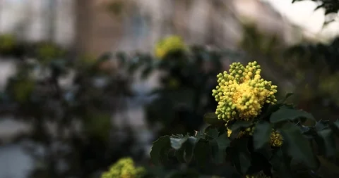 Spring in the big city. Huge building and sunset, green and bloom Stock Footage 126609461