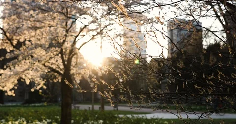 Spring in the big city. Huge building and sunset, green and bloom Stock Footage 126609680