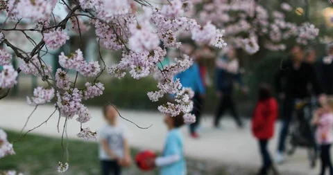 Spring in the big city. Huge building and sunset, green and bloom Stock Footage 126756629