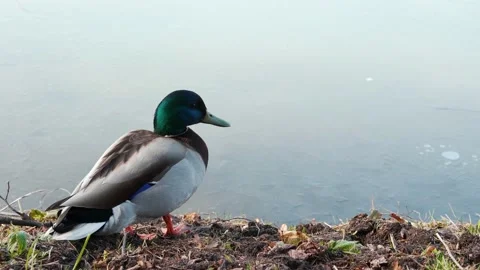 In the spring, big duck stands on the shore of a frozen pond and turns head Stock-Footage 191591826