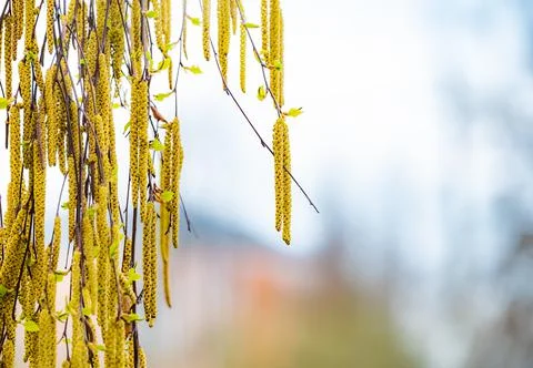 Spring birch blossoms Fotos de archivo