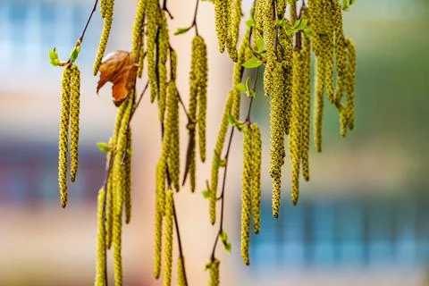 Spring birch blossoms Stock Photos