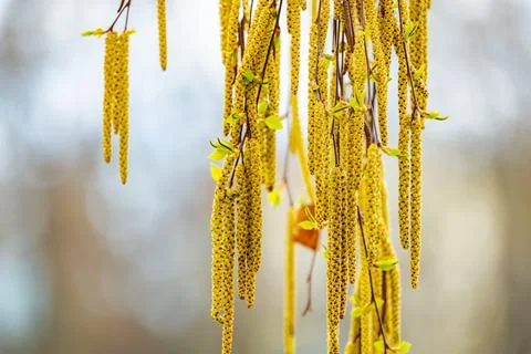 Spring birch blossoms Fotos Stock