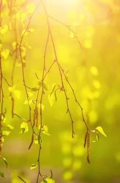 Spring birch branches 写真素材