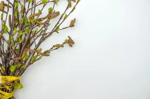Spring Birch branches with young leaves on a white background Stock Photos