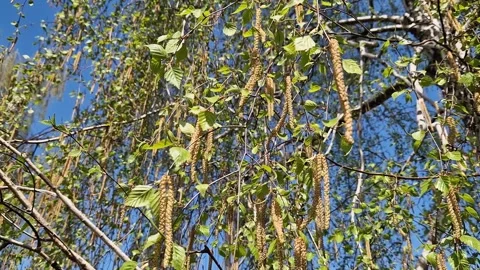 Spring birch catkins close-up Stock Footage 271535569