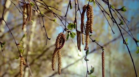 Spring birch catkins Stock Footage 37735822