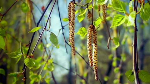 Spring birch catkins Stock Footage 37735887