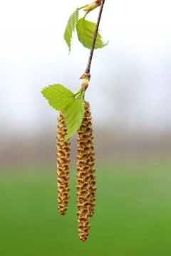 Spring, birch earring Stock Photos