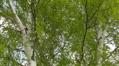 Spring birch in the forest. 스톡 동영상 247816393