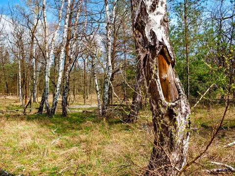 Spring birch forest. landscape full of old and new life 写真素材