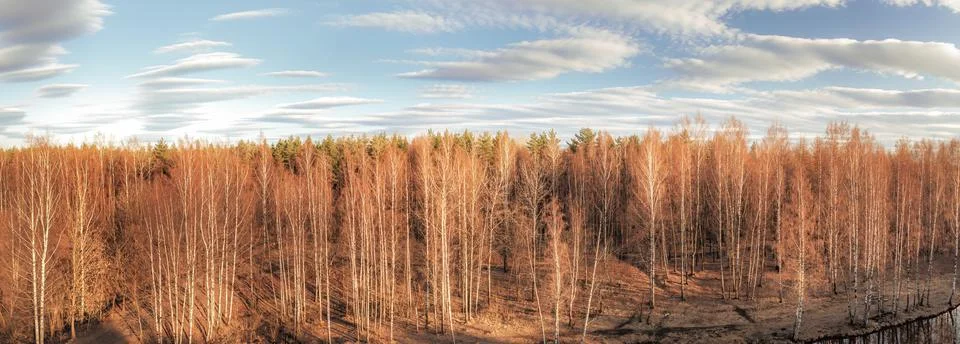Spring birch forest large panoramic view 写真素材