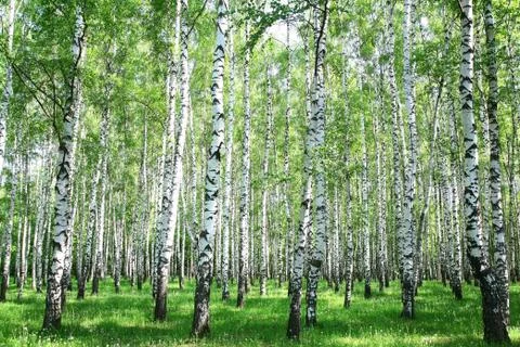 Spring birch forest Stock Photos