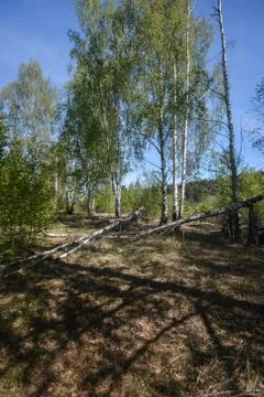 Spring birch forest. Stock Photos