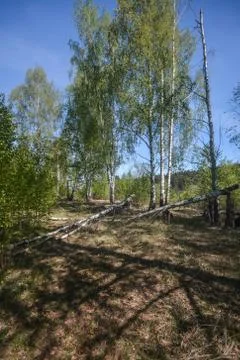 Spring birch forest. Stock Photos