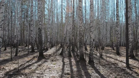Spring in birch forest, sunny day Stock Footage 130871208