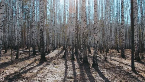 Spring in birch forest, sunny day 库存影片 130891744