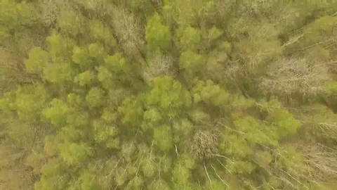 Spring Birch Forest Wide shot Stock Footage 69125633