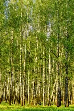 Spring birch forest with young green leaves. Stock Photos