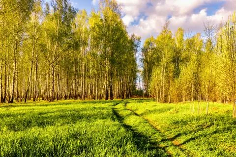 Spring birch forest with young green leaves. 写真素材