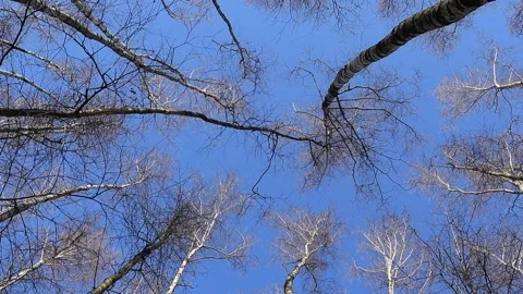 Spring. A birch grove against the blue sky. Stock Footage 152935900