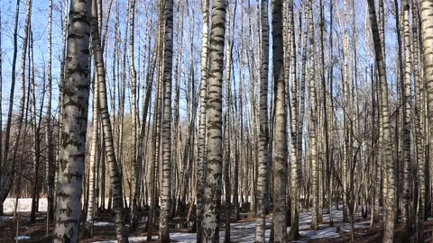 Spring. A birch grove against the blue sky. Stock Footage 152935916