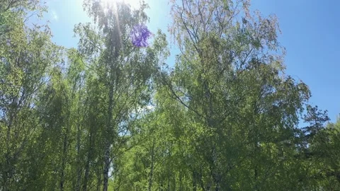Spring in the birch grove. Beautiful sunny day in the forest Video stock 201337810