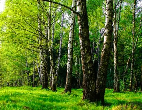 Spring birch grove Foto stock