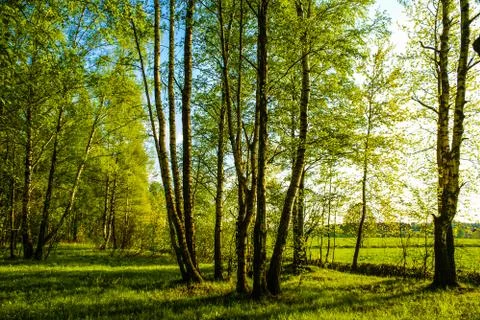 Spring birch grove Foto stock