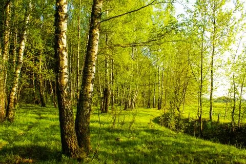 Spring birch grove Stock Photos
