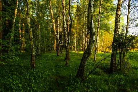 Spring birch grove Stock Photos